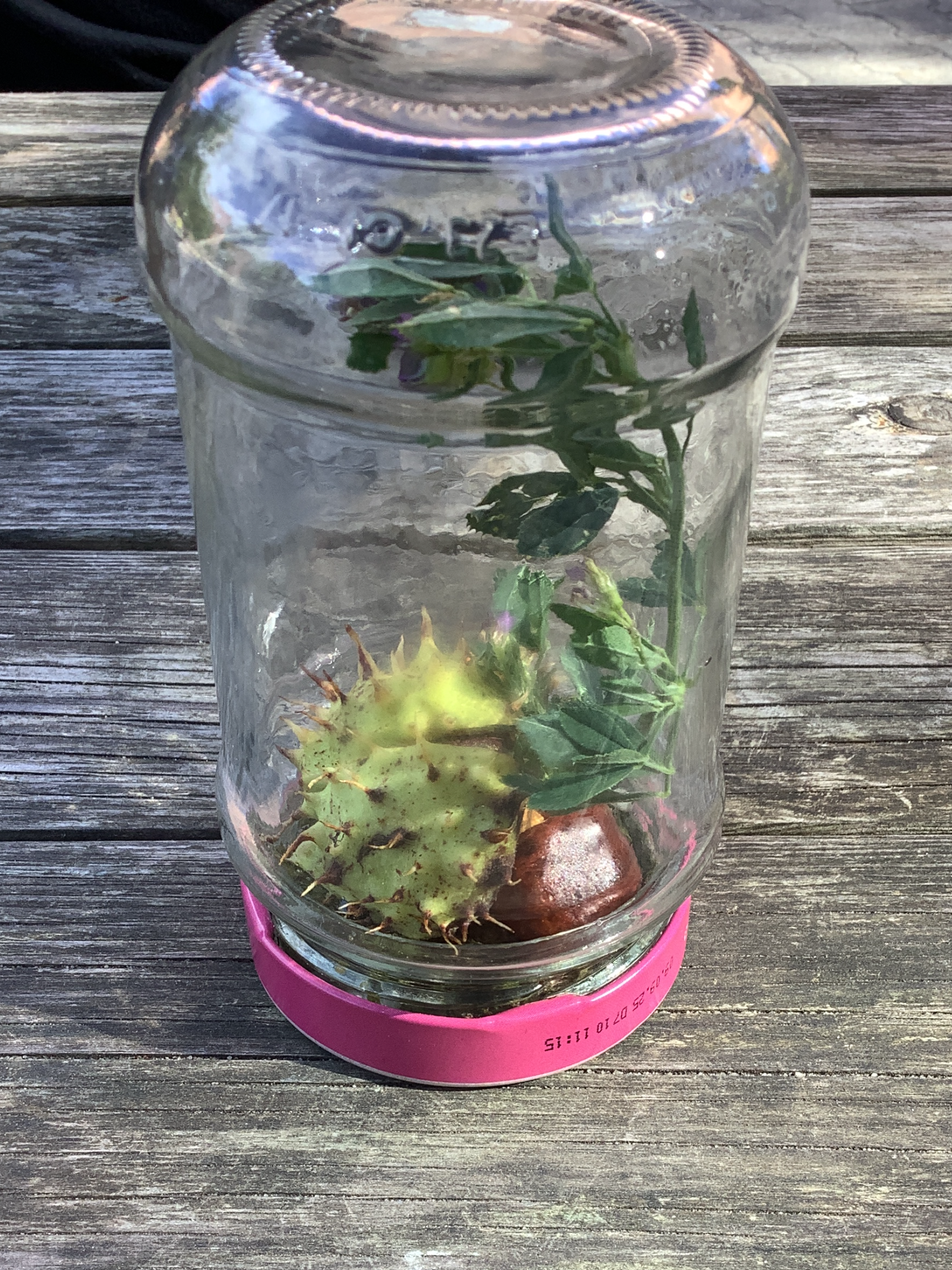 Kleine Naturforscher unterwegs – der Herbst im Glas